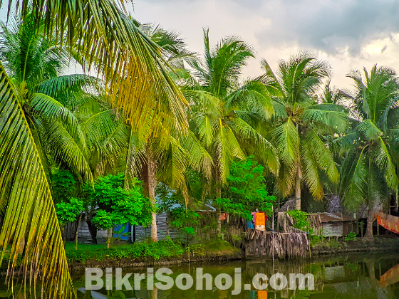 গ্রামের মনোরম পরিবেশে জমি বিক্রয়